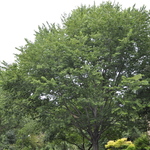 Celtis occidentalis — photo 4