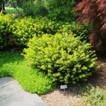 Cephalotaxus harringtonia Duke Gardens — photo 1