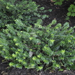 Cephalotaxus harringtonia Duke Gardens — photo 3