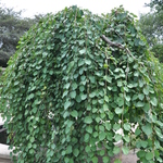Cercidiphyllum japonicum Pendula — photo 1