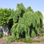 Cercidiphyllum japonicum Pendula — photo 2