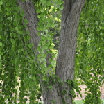 Cercidiphyllum japonicum Pendula — photo 3