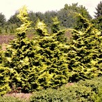 Chamaecyparis obtusa Confucius — photo 3