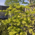 Acer palmatum 'Kihachijo' — photo 3
