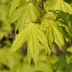 Acer palmatum 'Kihachijo' — photo 4