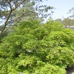 Acer palmatum 'Omure yama' — photo 3