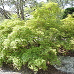 Acer palmatum 'Omure yama' — photo 4