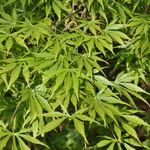 Acer palmatum 'Omure yama' — photo 5