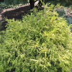 Chamaecyparis pisifera 'Gold Mop' — photo 1