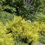 Chamaecyparis pisifera 'Gold Mop' — photo 2