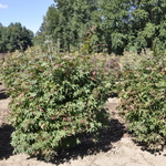 Acer palmatum 'Osakazuki' — photo 3