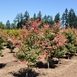 Acer palmatum 'Osakazuki' — photo 4