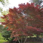 Acer palmatum 'Osakazuki' — photo 5
