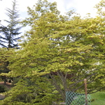 Acer palmatum 'Osakazuki' — photo 6