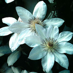 Clematis 'Henryii' — photo 2