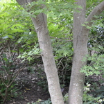 Acer palmatum 'Sango Kaku' — photo 3
