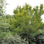 Acer palmatum 'Sango Kaku' — photo 4