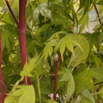 Acer palmatum 'Sango Kaku' — photo 5