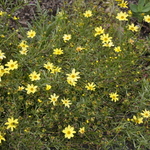 Coreopsis Creme Brulee — photo 1