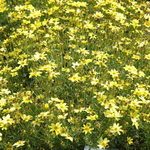 Coreopsis Creme Brulee — photo 2