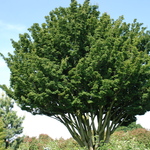 Acer palmatum 'Shishigashira' — photo 5