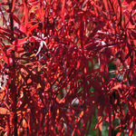 Acer palmatum 'Shishigashira' — photo 6