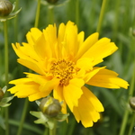 Coreopsis grandiflora 'Sunray' — photo 1