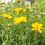 Coreopsis grandiflora 'Sunray' — photo 2