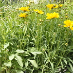 Coreopsis grandiflora 'Sunray' — photo 3