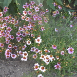 Coreopsis Heaven's Gate — photo 1