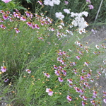 Coreopsis Heaven's Gate — photo 2
