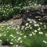 Coreopsis Moonbeam — photo 2