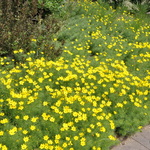 Coreopsis Zagreb — photo 2