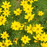 Coreopsis Zagreb — photo 3