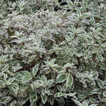 Cornus alba 'Ivory Halo' — photo 3