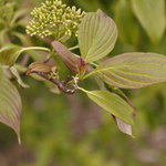 Cornus alternifolia — photo 2