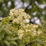Cornus alternifolia — photo 3