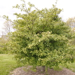 Cornus alternifolia — photo 4