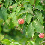 Cornus kousa — photo 2