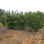 Cornus kousa — photo 3