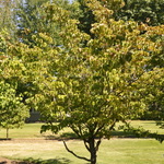 Cornus kousa 'Heart Throb' — photo 2
