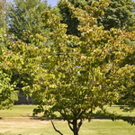 Cornus kousa 'Heart Throb' — photo 3