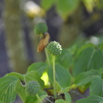 Cornus kousa 'Heart Throb' — photo 4