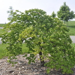 Cornus kousa Lustgarten Weeping — photo 1