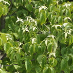 Cornus kousa Lustgarten Weeping — photo 2