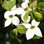 Cornus kousa Lustgarten Weeping — photo 3