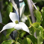 Cornus kousa Lustgarten Weeping — photo 4