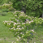 Cornus kousa 'Satomi' — photo 3