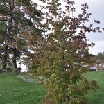 Cornus kousa Summer Stars — photo 1