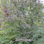 Cornus kousa Summer Stars — photo 2